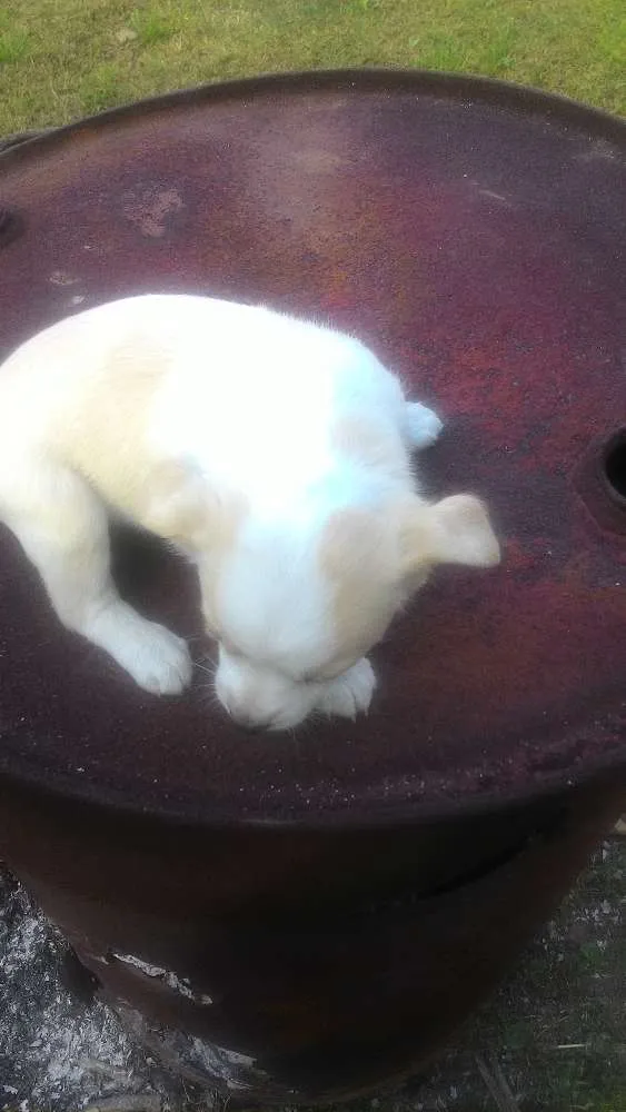 Cachorro ra a Mistas idade 2 a 6 meses nome Filhotes