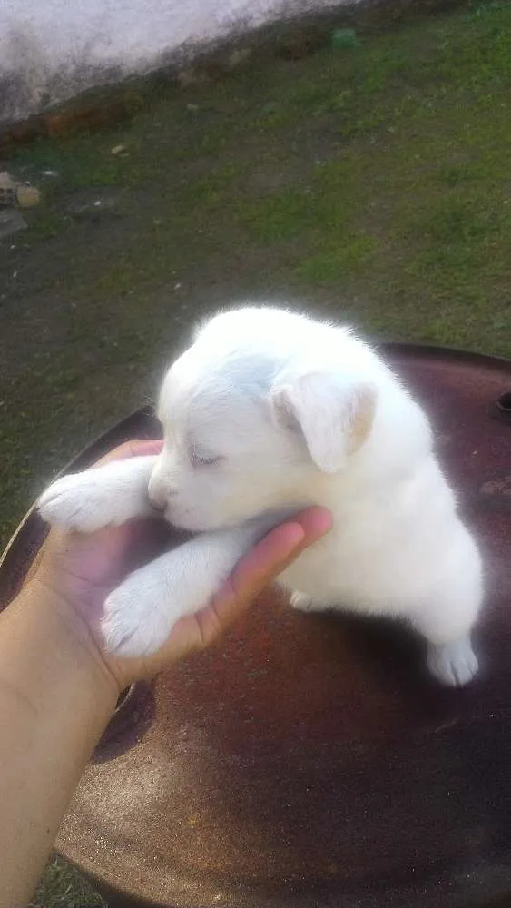 Cachorro ra a Mistas idade 2 a 6 meses nome Filhotes