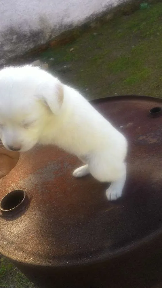 Cachorro ra a Mistas idade 2 a 6 meses nome Filhotes