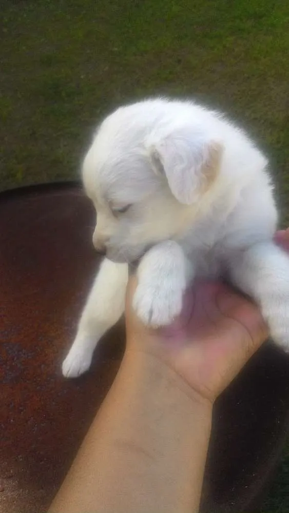 Cachorro ra a Mistas idade 2 a 6 meses nome Filhotes