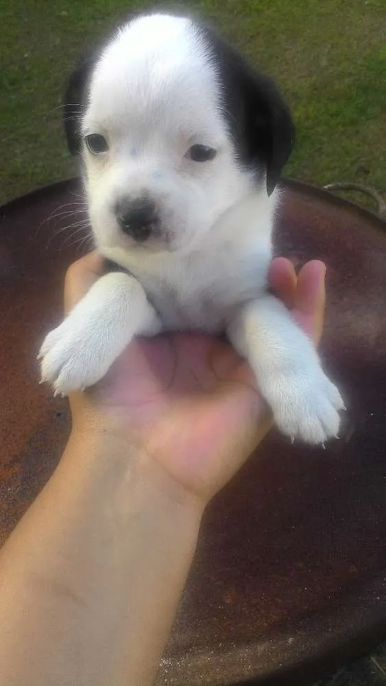 Cachorro ra a Mistas idade 2 a 6 meses nome Filhotes