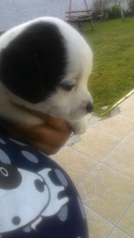 Cachorro ra a Mistas idade 2 a 6 meses nome Filhotes