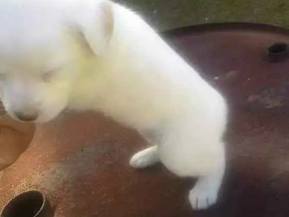 Cachorro ra a Mistas idade 2 a 6 meses nome Filhotes