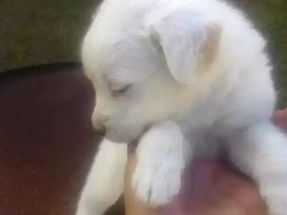 Cachorro ra a Mistas idade 2 a 6 meses nome Filhotes