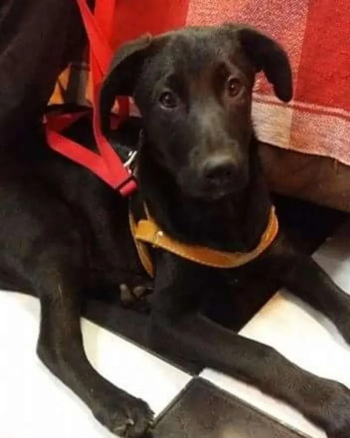 Cachorro ra a SRD idade 2 a 6 meses nome BENTO