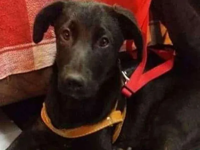 Cachorro ra a SRD idade 2 a 6 meses nome BENTO