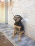 Kaleu
