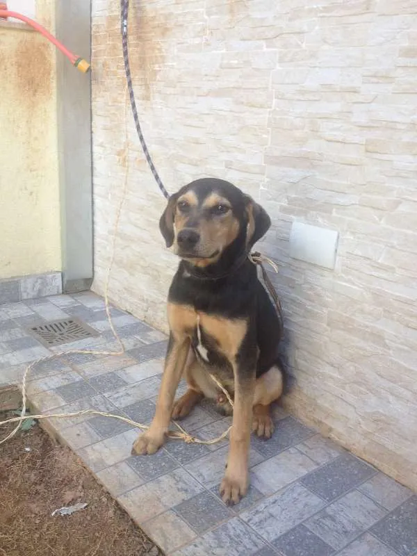 Cachorro ra a Mestiço idade 7 a 11 meses nome Kaleu