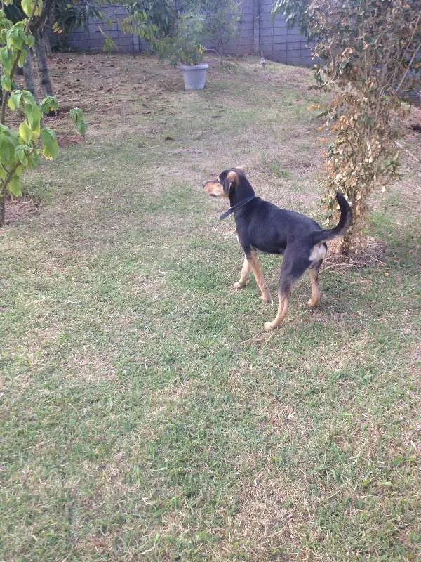 Cachorro ra a Mestiço idade 7 a 11 meses nome Kaleu