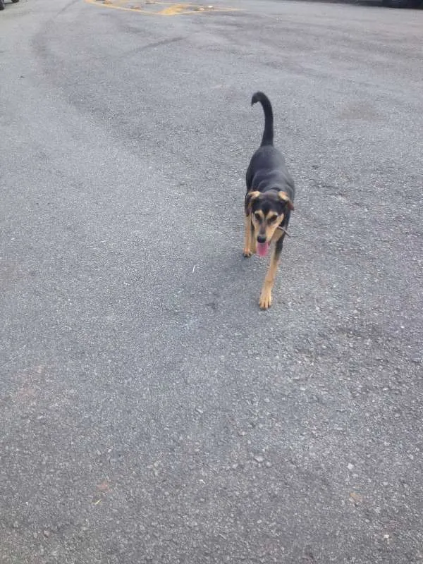 Cachorro ra a Mestiço idade 7 a 11 meses nome Kaleu