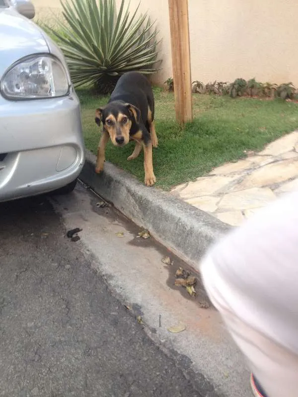 Cachorro ra a Mestiço idade 7 a 11 meses nome Kaleu