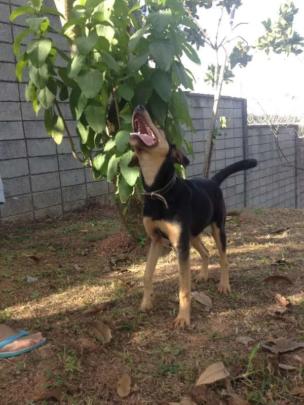 Cachorro ra a Mestiço idade 7 a 11 meses nome Kaleu