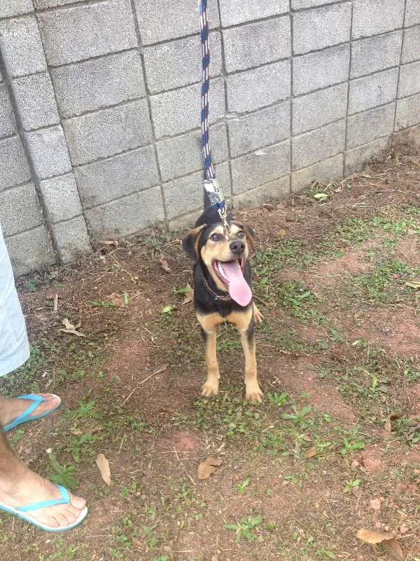 Cachorro ra a Mestiço idade 7 a 11 meses nome Kaleu