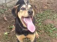 Cachorro raça Mestiço idade 7 a 11 meses nome Kaleu