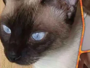 Gato raça Siamesa idade 1 ano nome Surya