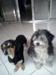 Carol e Gustavo 