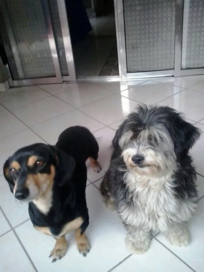Cachorro ra a Mestiça de Daschund e SRD idade 4 anos nome Carol e Gustavo 