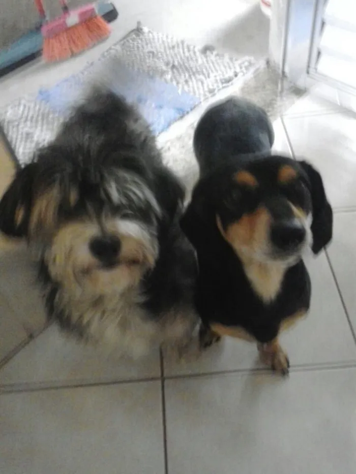 Cachorro ra a Mestiça de Daschund e SRD idade 4 anos nome Carol e Gustavo 