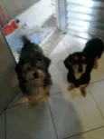 Carol e Gustavo 