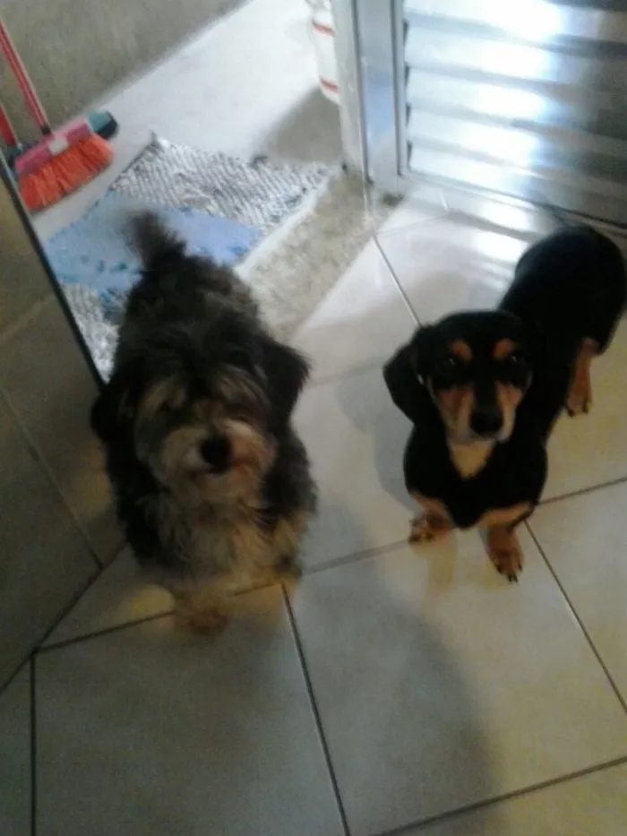 Cachorro ra a Mestiça de Daschund e SRD idade 4 anos nome Carol e Gustavo 