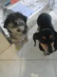 Carol e Gustavo 