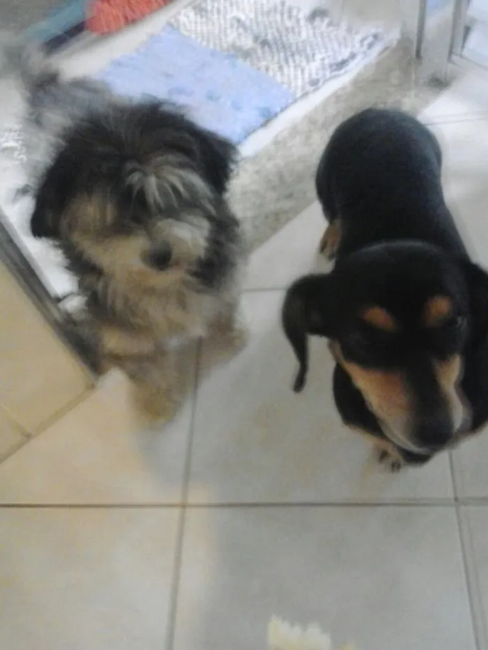 Cachorro ra a Mestiça de Daschund e SRD idade 4 anos nome Carol e Gustavo 