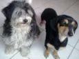 Carol e Gustavo 