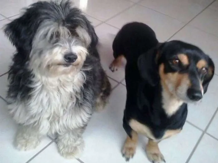 Cachorro ra a Mestiça de Daschund e SRD idade 4 anos nome Carol e Gustavo 
