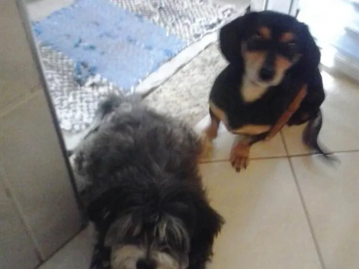 Cachorro ra a Mestiça de Daschund e SRD idade 4 anos nome Carol e Gustavo 