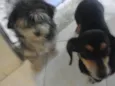Carol e Gustavo 