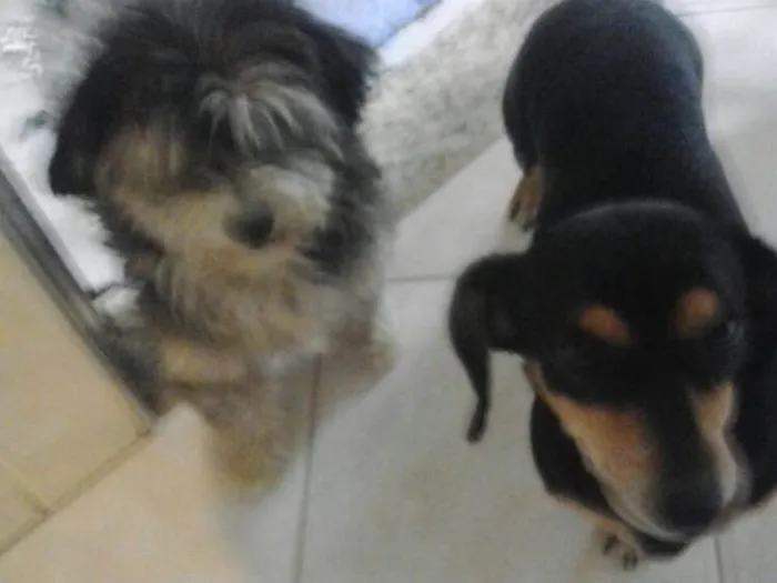 Cachorro ra a Mestiça de Daschund e SRD idade 4 anos nome Carol e Gustavo 