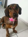 Duda