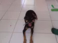 belinha