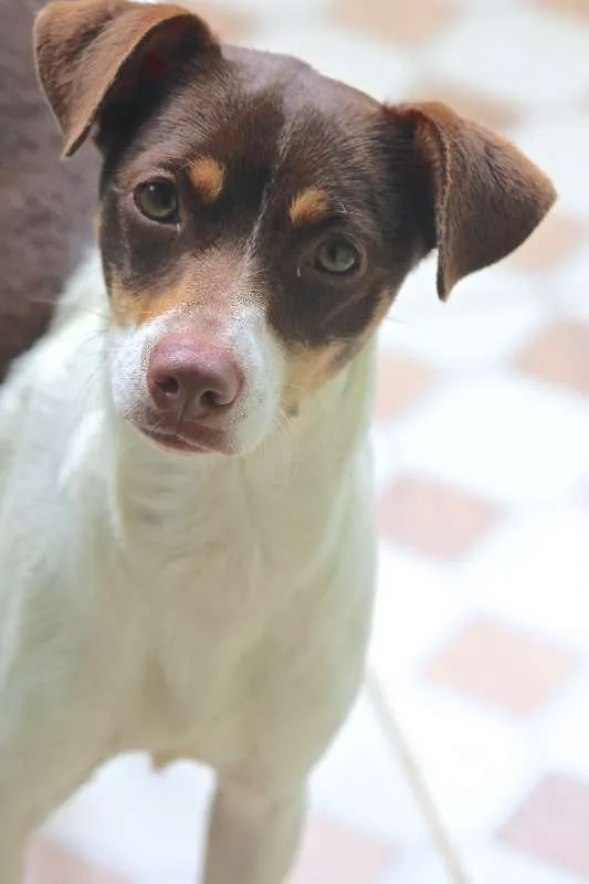 Cachorro ra a  idade 1 ano nome Nina Filhote