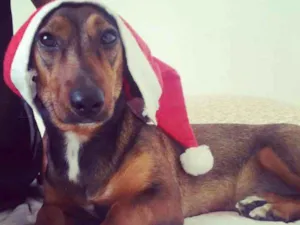Cachorro raça Basset (Salsicha) idade 2 anos nome Duda