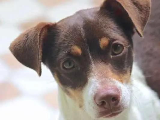 Cachorro ra a  idade 1 ano nome Nina Filhote