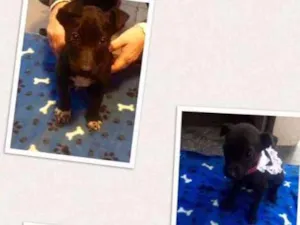 Cachorro raça SRD idade 2 a 6 meses nome Dodo e Deby