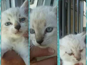 Gato raça Siamês!  idade Abaixo de 2 meses nome Sem nome. 