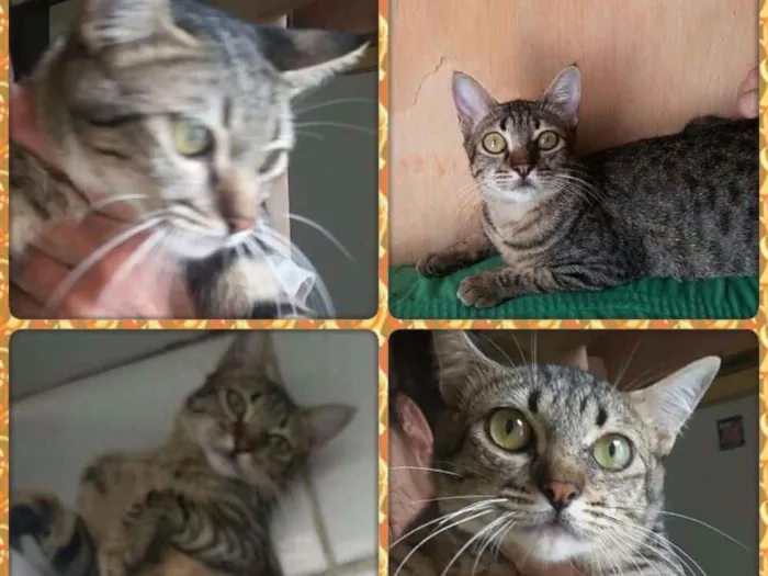 Gato raça S. R. D idade 2 a 6 meses nome Alice