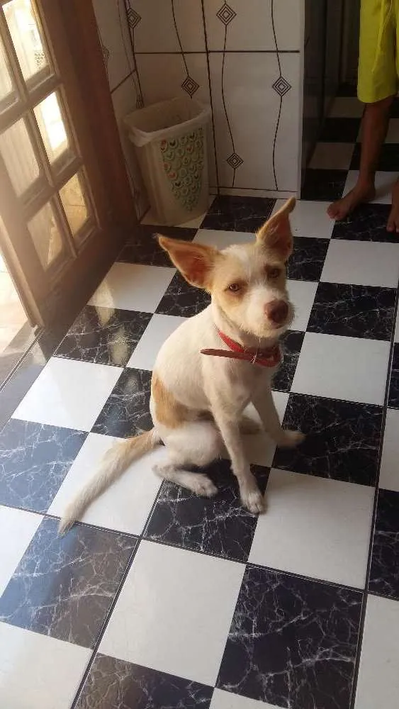 Cachorro ra a Vira-Lata idade 1 ano nome Luke 