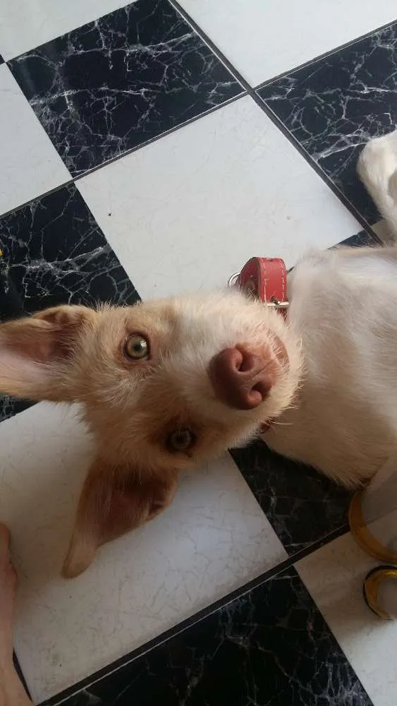 Cachorro ra a Vira-Lata idade 1 ano nome Luke 