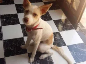 Cachorro raça Vira-Lata idade 1 ano nome Luke 