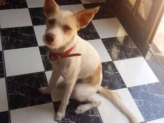 Cachorro ra a Vira-Lata idade 1 ano nome Luke 