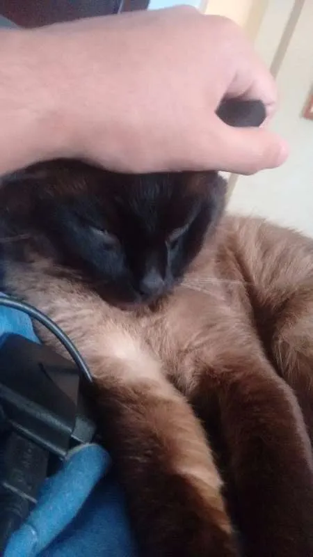 Gato ra a Siamês idade 6 ou mais anos nome Mario