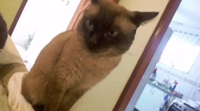 Gato ra a Siamês idade 6 ou mais anos nome Mario