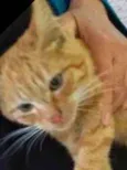 SIMBA