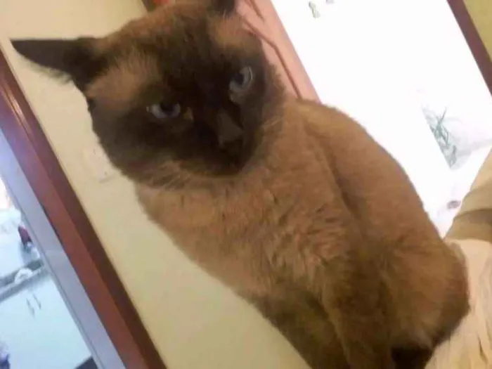 Gato ra a Siamês idade 6 ou mais anos nome Mario