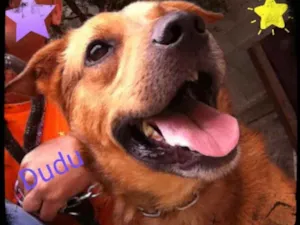 Cachorro raça MiX pir bull idade 4 anos nome Dudu