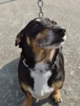 Pancinha