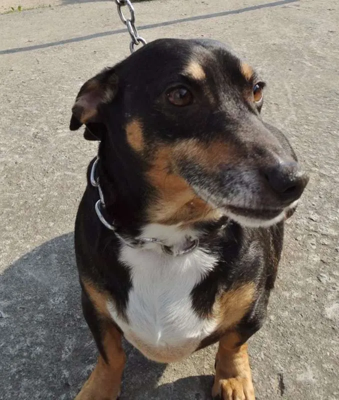 Cachorro ra a SRD idade 2 anos nome Pancinha